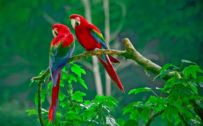 Parrot, Paar, Schwanzfedern , Wald, Zweige, Blätter Hintergrundbilder Bilder