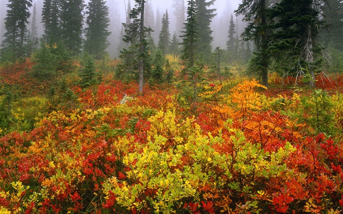 Kiefern, Herbst, Morgendämmerung , Nebel Hintergrundbilder Bilder