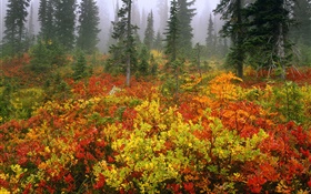 Kiefern, Herbst, Morgendämmerung , Nebel HD Hintergrundbilder