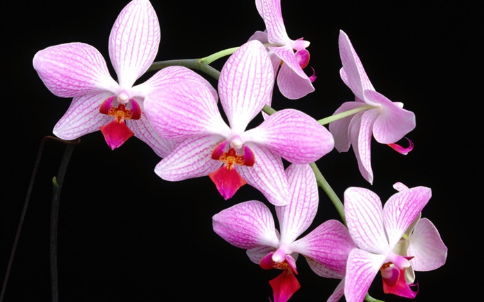 Rosa Phalaenopsis, schwarzer Hintergrund Hintergrundbilder Bilder