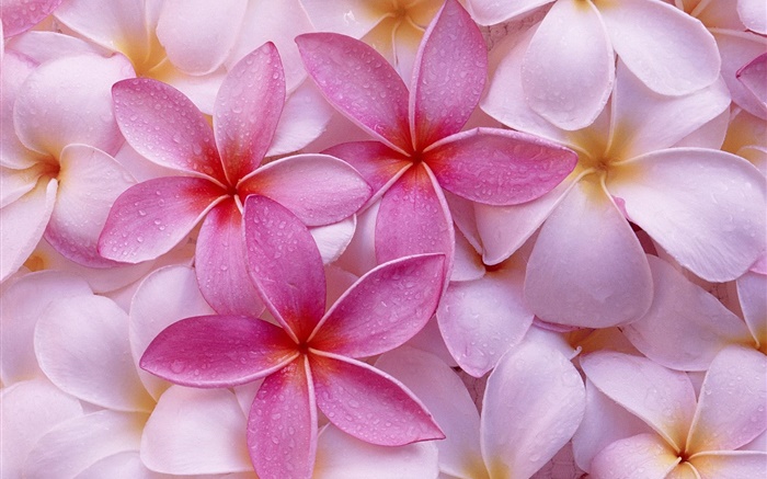 Rosa und weiße Blütenblätter  frangipani, Wassertropfen Hintergrundbilder Bilder