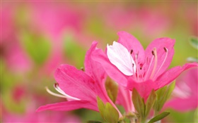 Rosa Azaleen Blütenblätter  close-up HD Hintergrundbilder