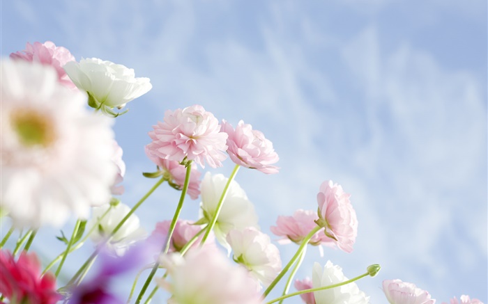 Rosa Nelken Blumen Hintergrundbilder Bilder