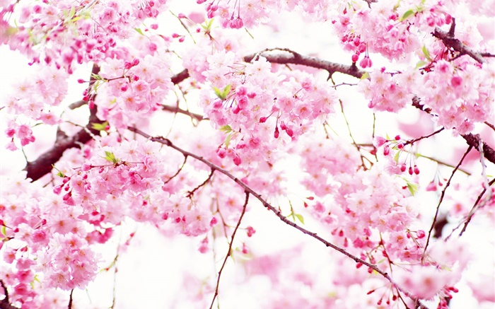 Rosa Kirschblüten blühen, Frühling Hintergrundbilder Bilder