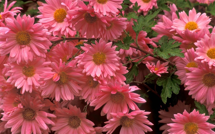 Rosa Chrysanthemen close-up Hintergrundbilder Bilder