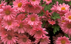 Rosa Chrysanthemen close-up