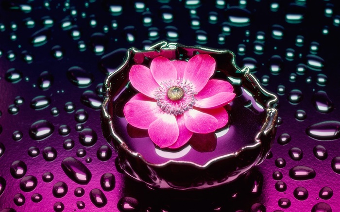 Rosa Blume close-up, Wassertropfen Hintergrundbilder Bilder