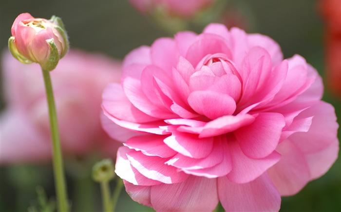 Rosa Blume Makro-Fotografie, Blütenblätter , Bokeh Hintergrundbilder Bilder