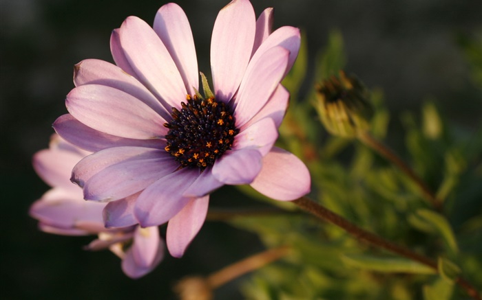 Rosa Blume, Blütenblätter  close-up Hintergrundbilder Bilder