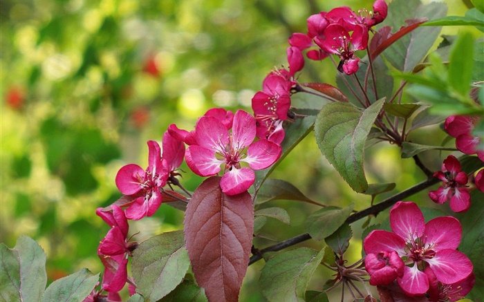 Rosa Blüten, Blüte, Blätter, Frühling Hintergrundbilder Bilder