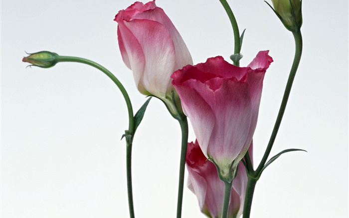 Rosa Blüten close-up, Hintergrund verwischen Hintergrundbilder Bilder
