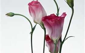 Rosa Blüten close-up, Hintergrund verwischen HD Hintergrundbilder