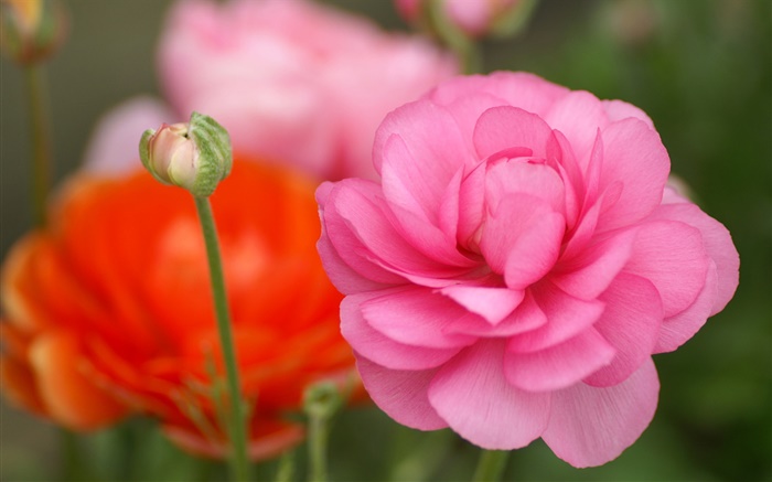 Rosa Blüten close-up, Bokeh Hintergrundbilder Bilder