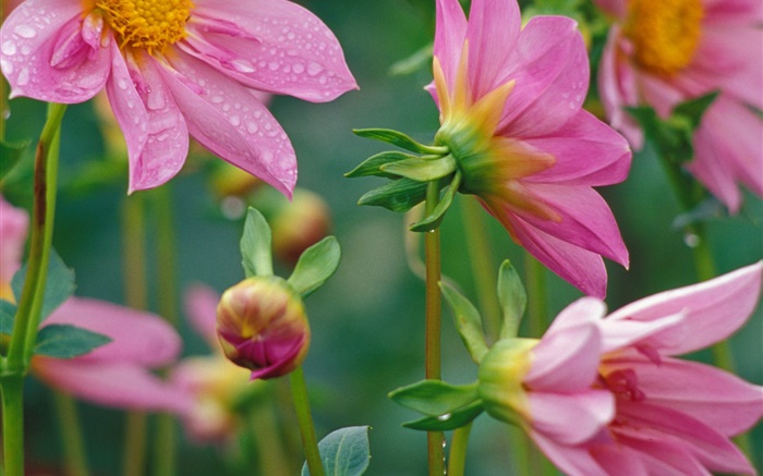 Rosa Blüten close-up, Tau Hintergrundbilder Bilder