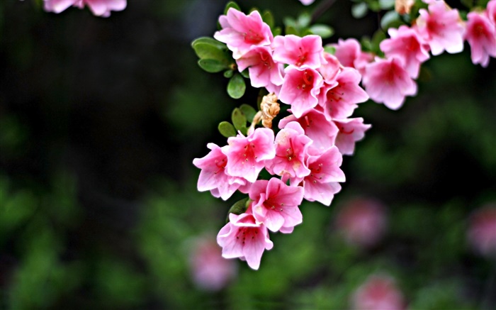 Rosa Blüten, Zweige, Frühling Hintergrundbilder Bilder