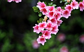 Rosa Blüten, Zweige, Frühling