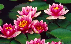 Rosa Lotusblumen  im Teich HD Hintergrundbilder