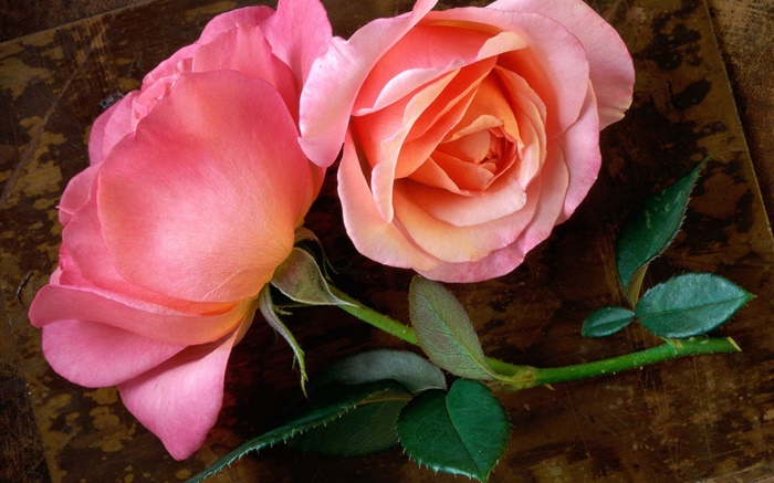 Rosa Rose Blume auf dem Holzbrett Hintergrundbilder Bilder