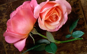Rosa Rose Blume auf dem Holzbrett HD Hintergrundbilder