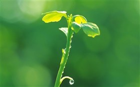 Pflanzen Knospen close-up, Grün, Frühling, Tau HD Hintergrundbilder