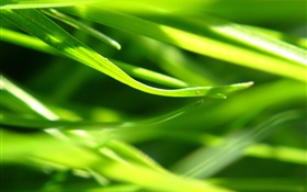 Pflanzen close-up, Gras, Grün HD Hintergrundbilder