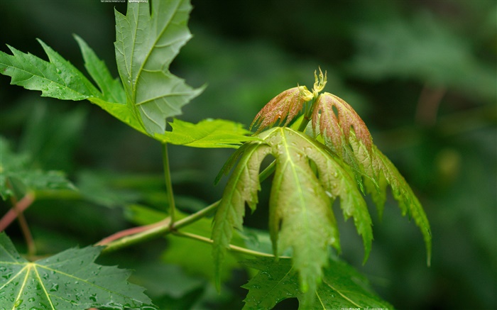 Pflanzen close-up, grüne Blätter, Tau Hintergrundbilder Bilder