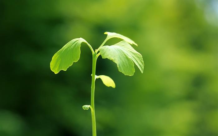 Pflanzen close-up, grün, frühling, Bokeh Hintergrundbilder Bilder