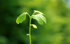Pflanzen close-up, grün, frühling, Bokeh HD Hintergrundbilder