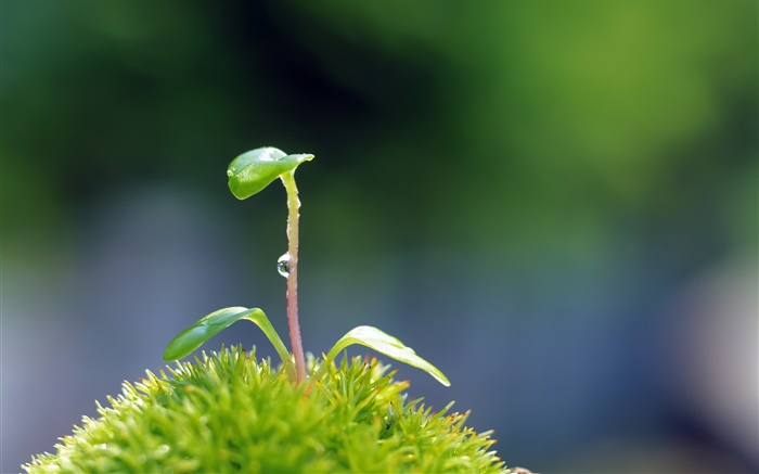 Pflanzen close-up, Samen keimen Hintergrundbilder Bilder