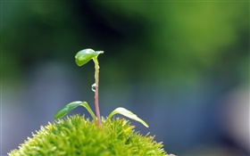Pflanzen close-up, Samen keimen HD Hintergrundbilder