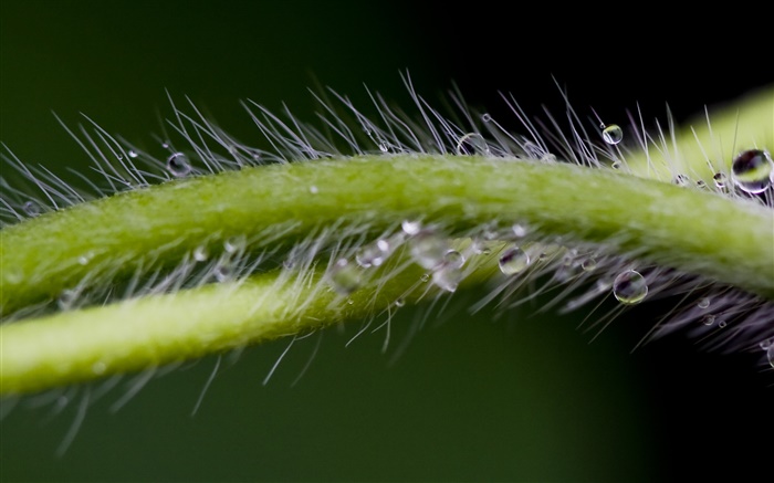 Pflanzen close-up, Stengel, Zotten, Tau Hintergrundbilder Bilder