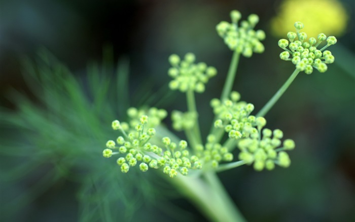 Pflanzen Makro-Fotografie, Blumen Hintergrundbilder Bilder