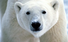 Eisbär Gesicht close-up
