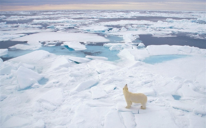 Eisbär Blick auf das Meer, dicken Schnee Hintergrundbilder Bilder