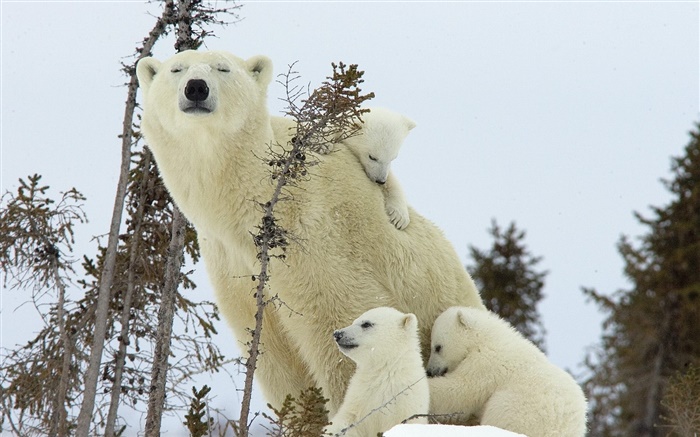 Eisbären Familie, Schnee, junge Hintergrundbilder Bilder