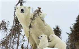 Eisbären Familie, Schnee, junge HD Hintergrundbilder