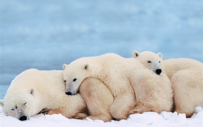 Eisbären halten zusammen für Wärme Schlaf Hintergrundbilder Bilder