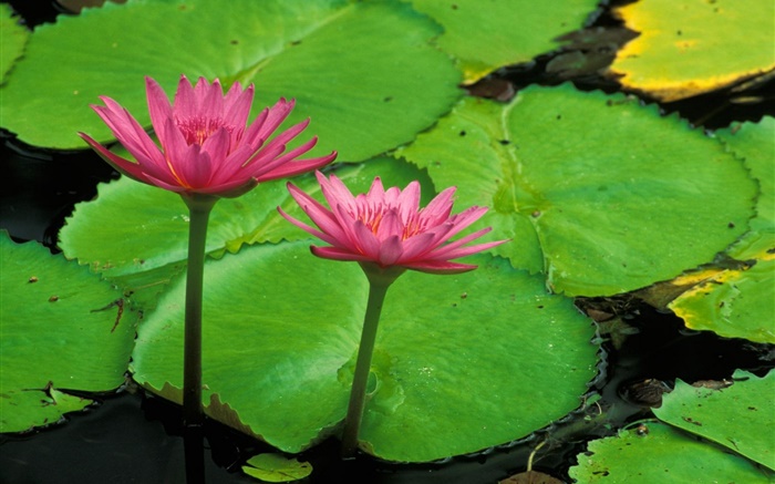 Teich, grüne Blätter, rosa Lotos Hintergrundbilder Bilder