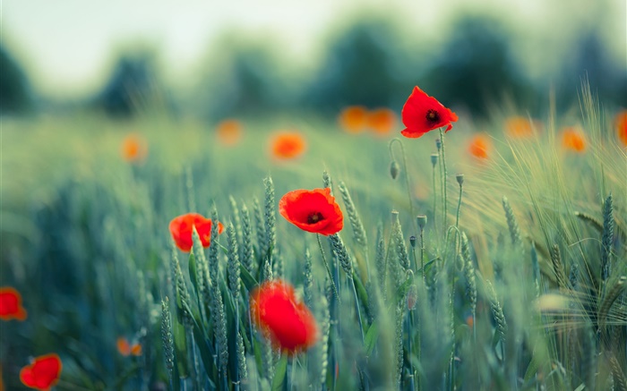 Mohnblumen , rote Blumen, Gras Hintergrundbilder Bilder