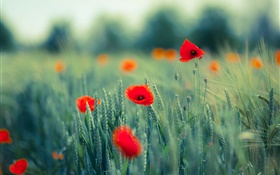 Mohnblumen , rote Blumen, Gras