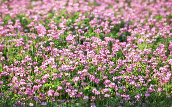 Lila wenig Wildblumen , Frühling Hintergrundbilder Bilder