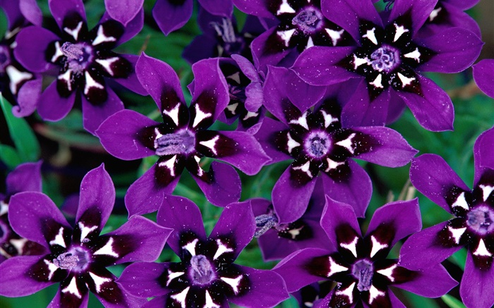 Lila Blütenblätter  Blumen close-up Hintergrundbilder Bilder