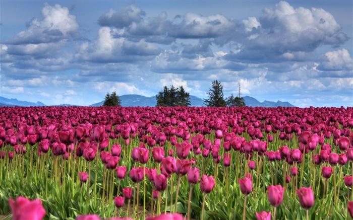 Lila Tulpe Blumen Feld, Wolken, Bäume, Dämmerung Hintergrundbilder Bilder