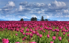 Lila Tulpe Blumen Feld, Wolken, Bäume, Dämmerung