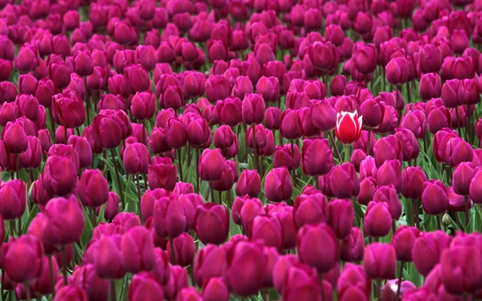Lila Tulpe Blumen Bereich Hintergrundbilder Bilder