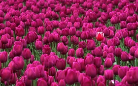 Lila Tulpe Blumen Bereich