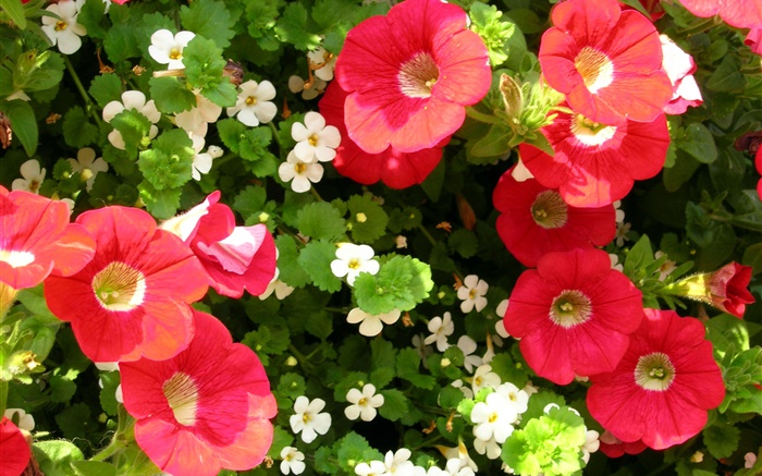 Rote und weiße Blumen close-up Hintergrundbilder Bilder