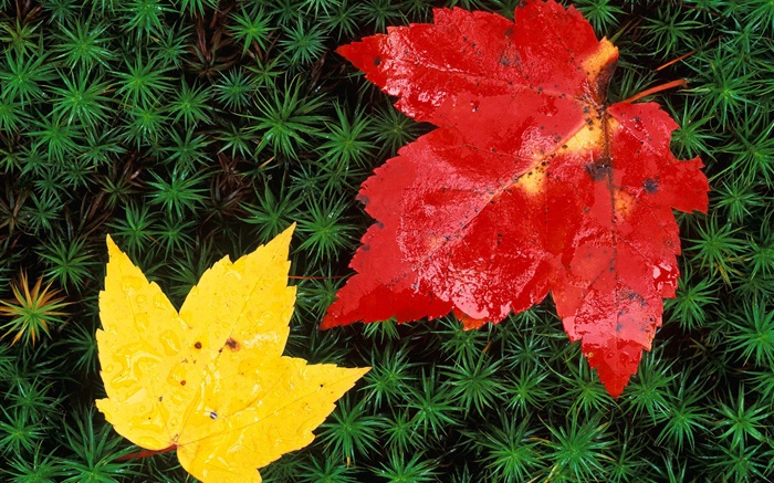 Rote und gelbe Ahornblätter , Gras, Herbst Hintergrundbilder Bilder
