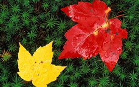 Rote und gelbe Ahornblätter , Gras, Herbst HD Hintergrundbilder