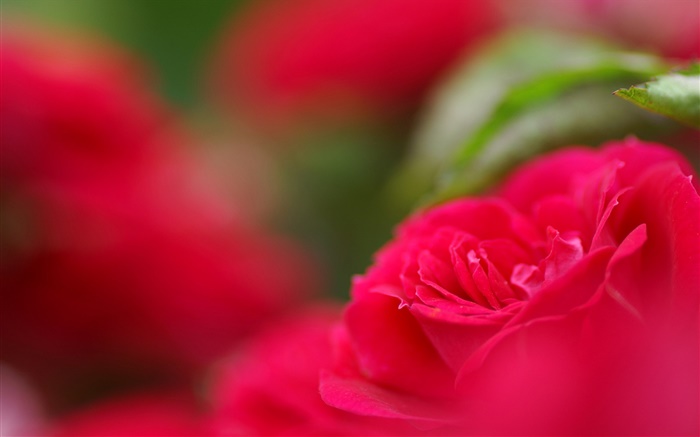 Rote Blume close-up, Bokeh Hintergrundbilder Bilder